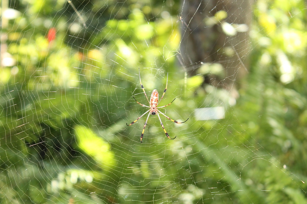 spider insect nature free photo