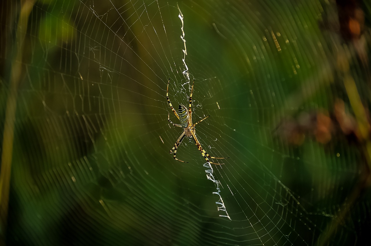 spider spiderweb insect free photo