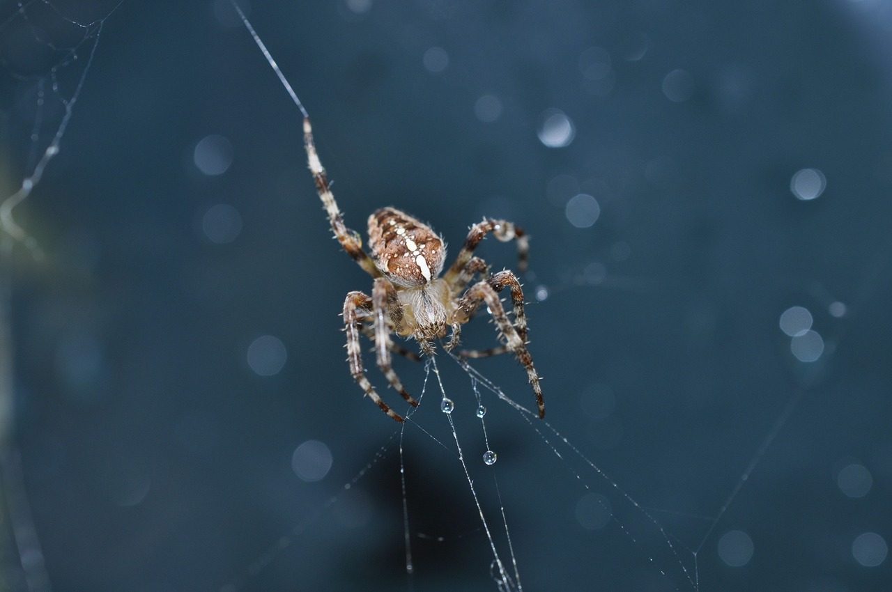 spider cobweb network free photo