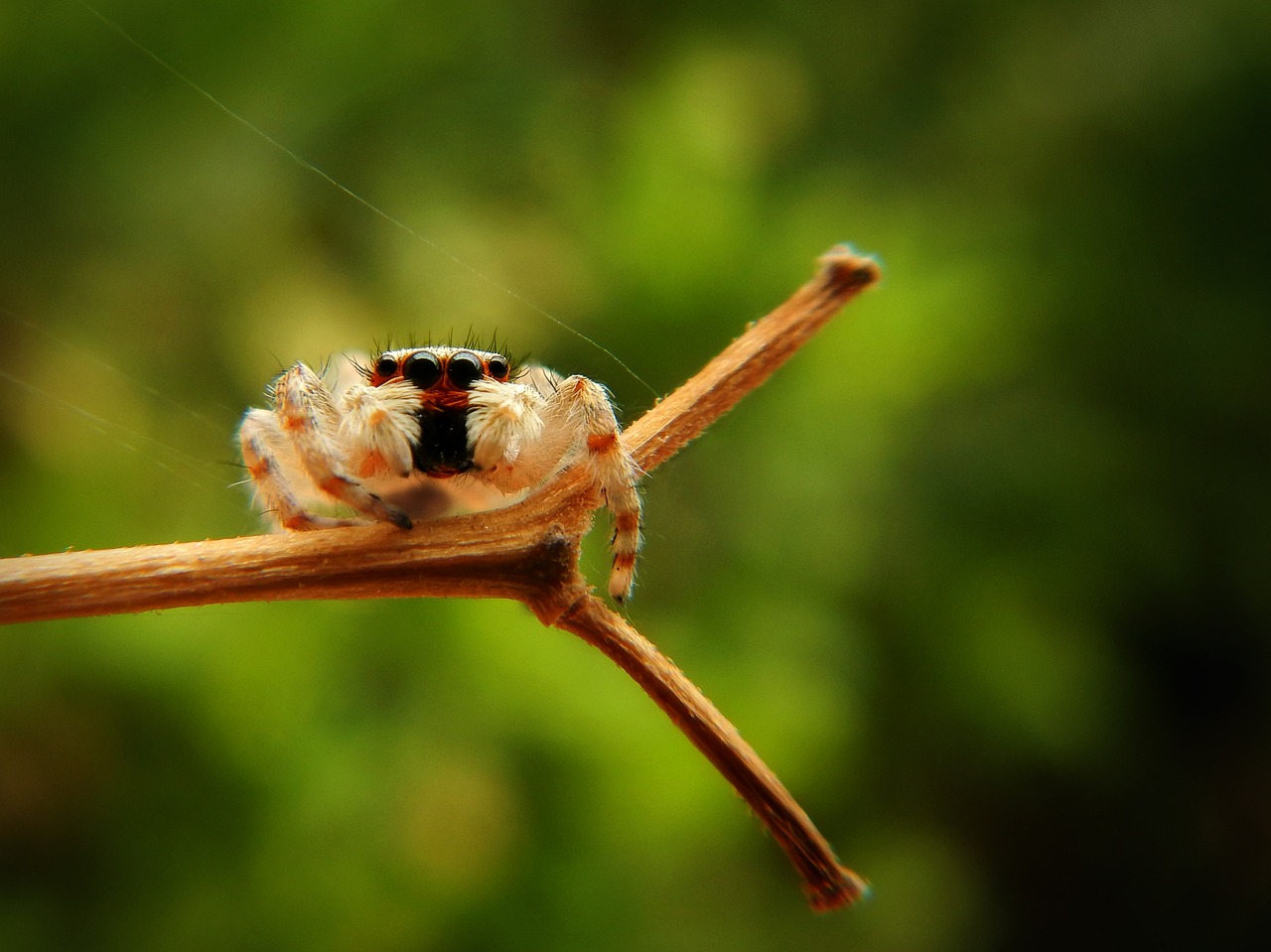 spider  web  insect free photo