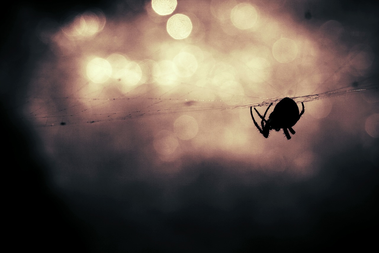 spider animal insect free photo