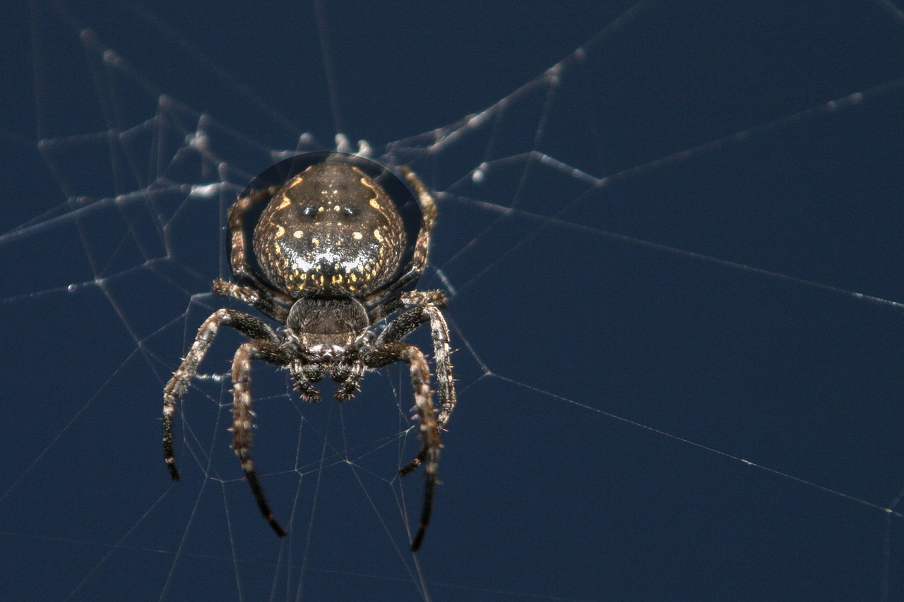 spider  web  cobweb free photo