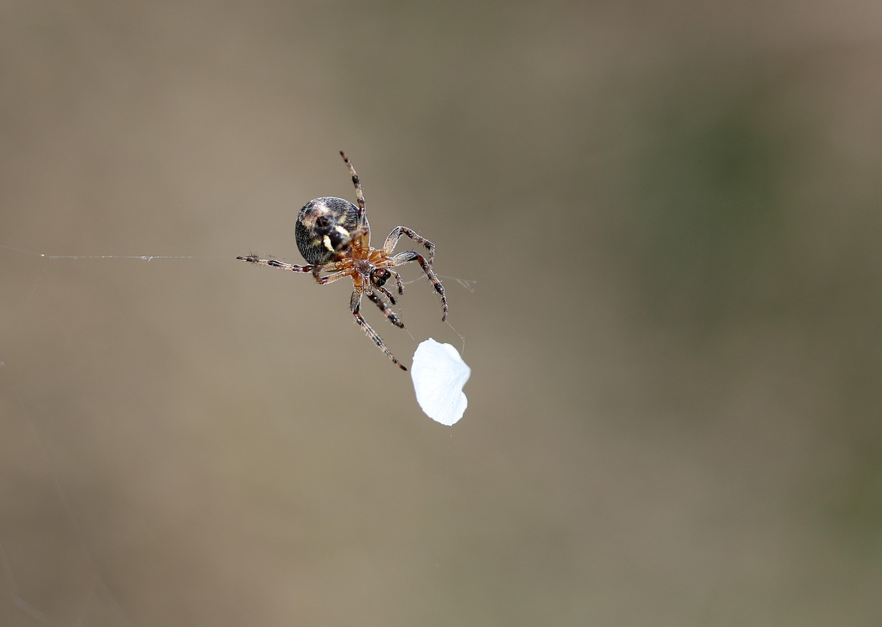 spider  petal  white free photo