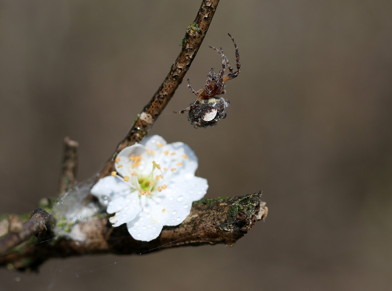 spider  flower  white free photo