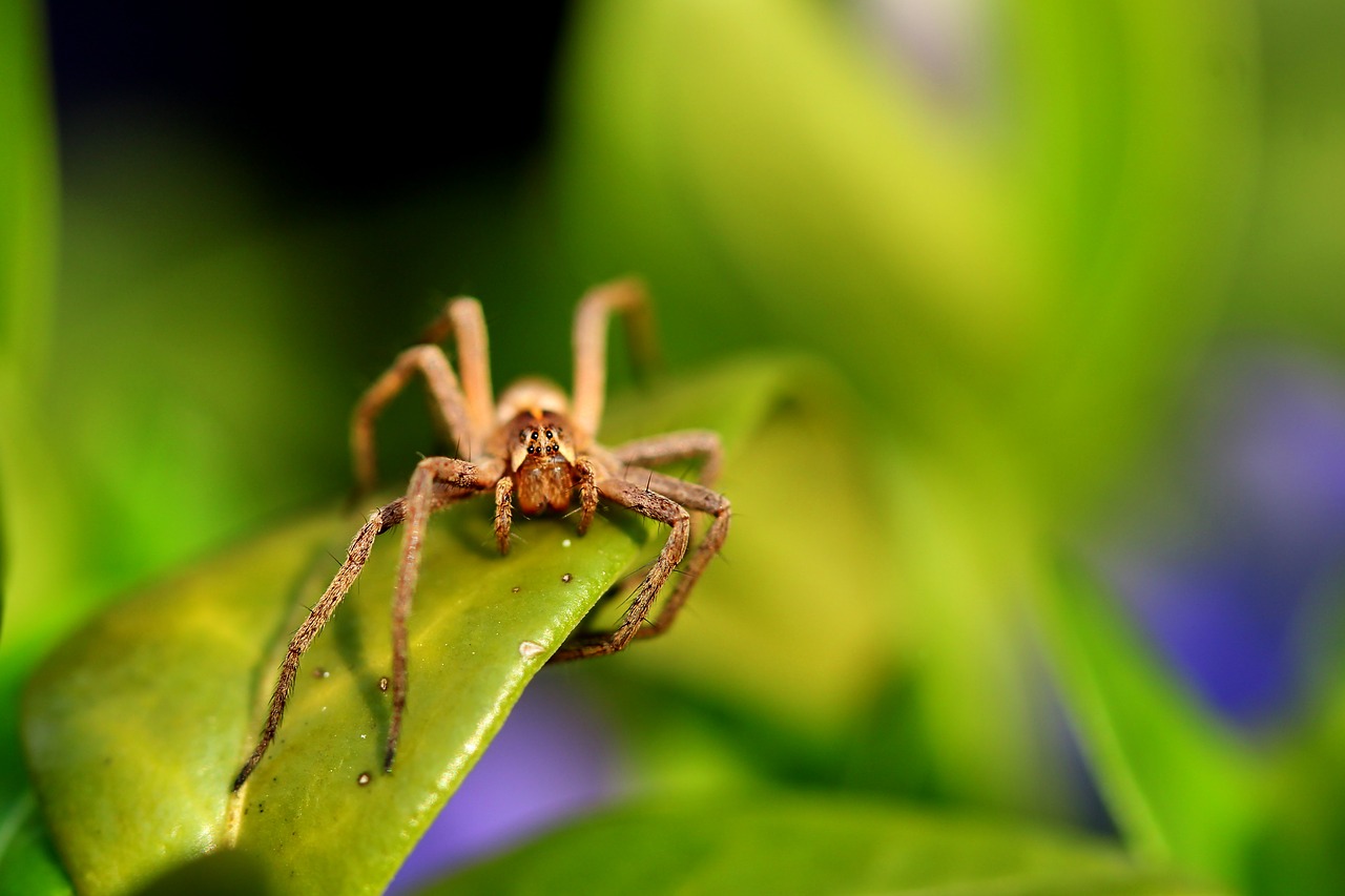 spider  small  eyes free photo