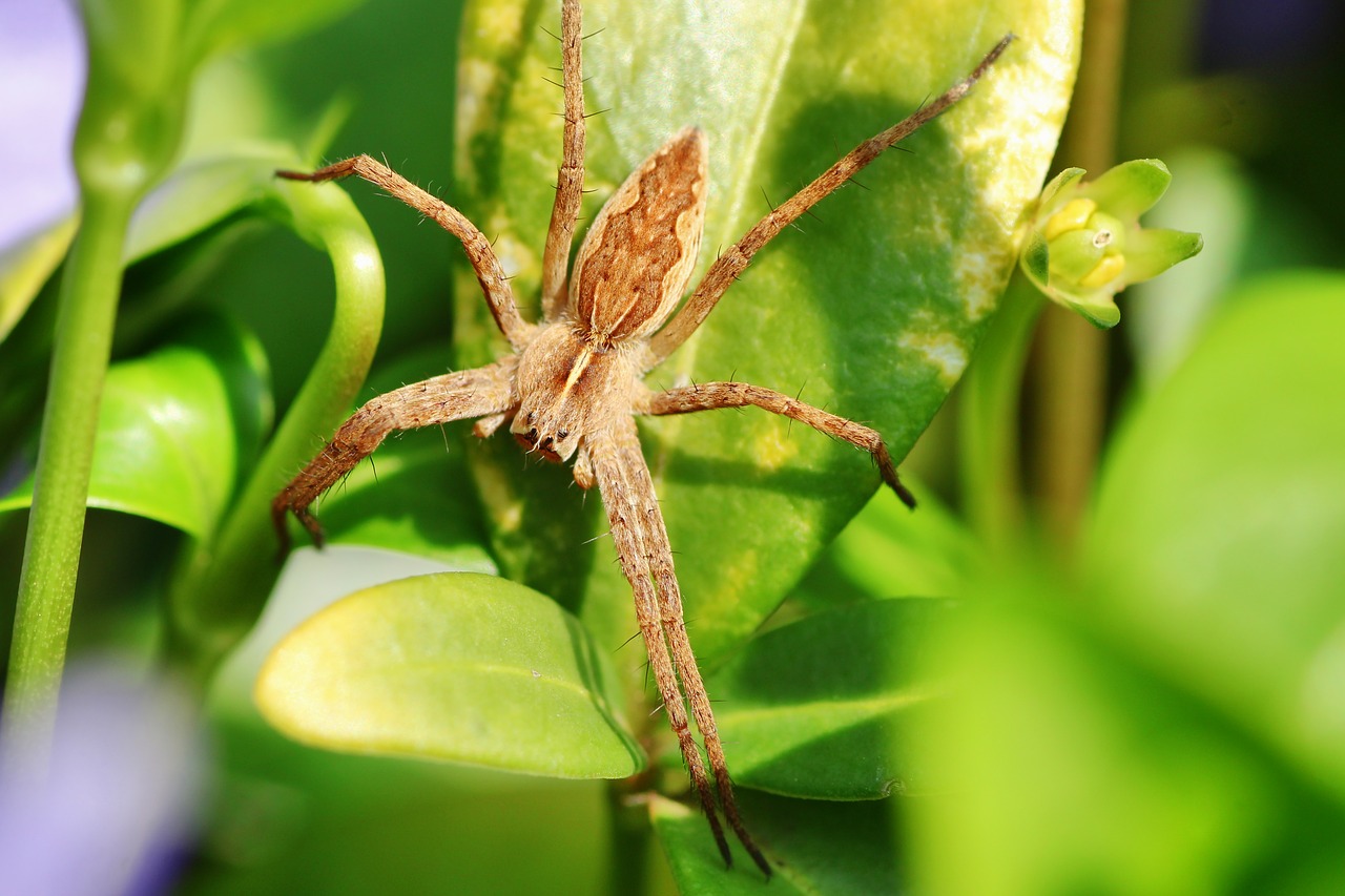 spider  small  eyes free photo