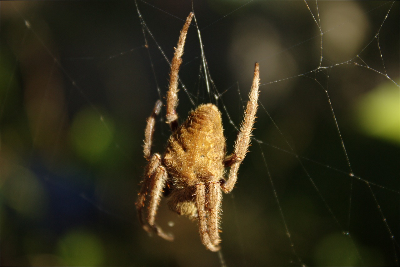 spider  nature  arachnid free photo