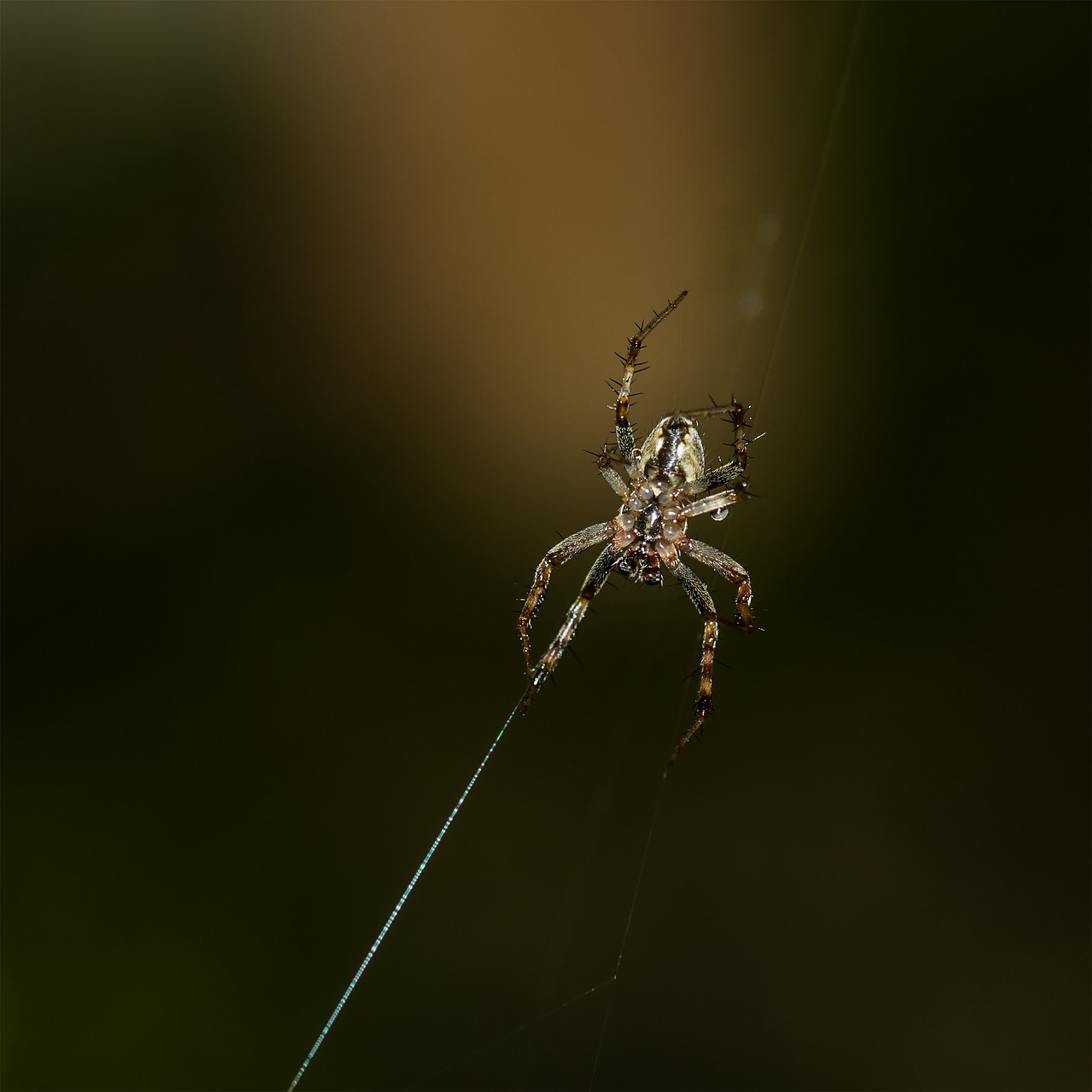 spider  male spider  insects free photo