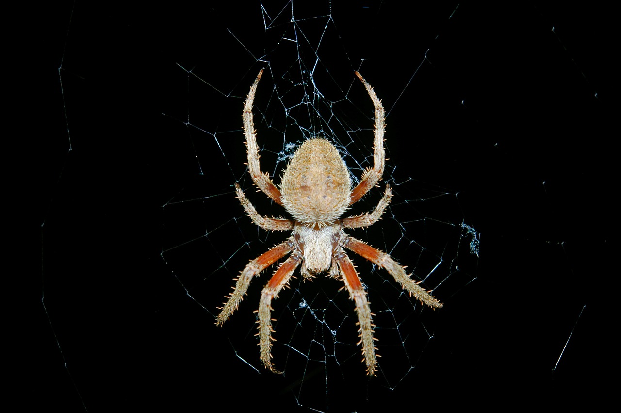 spider  arthropod  arachnid free photo