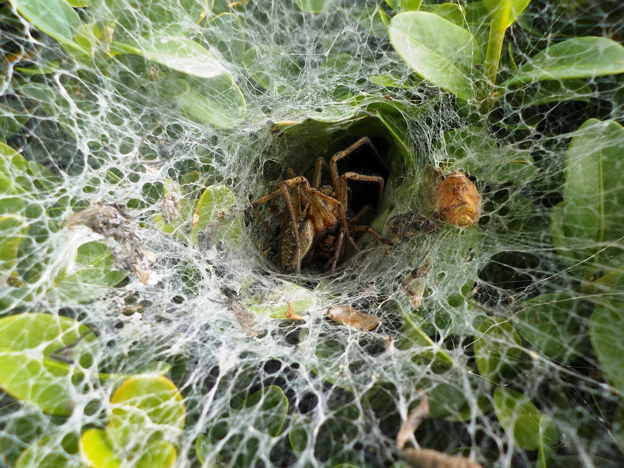 spider garden cobweb free photo