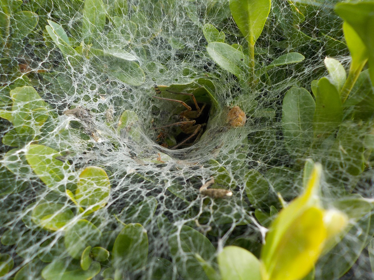 spider garden cobweb free photo