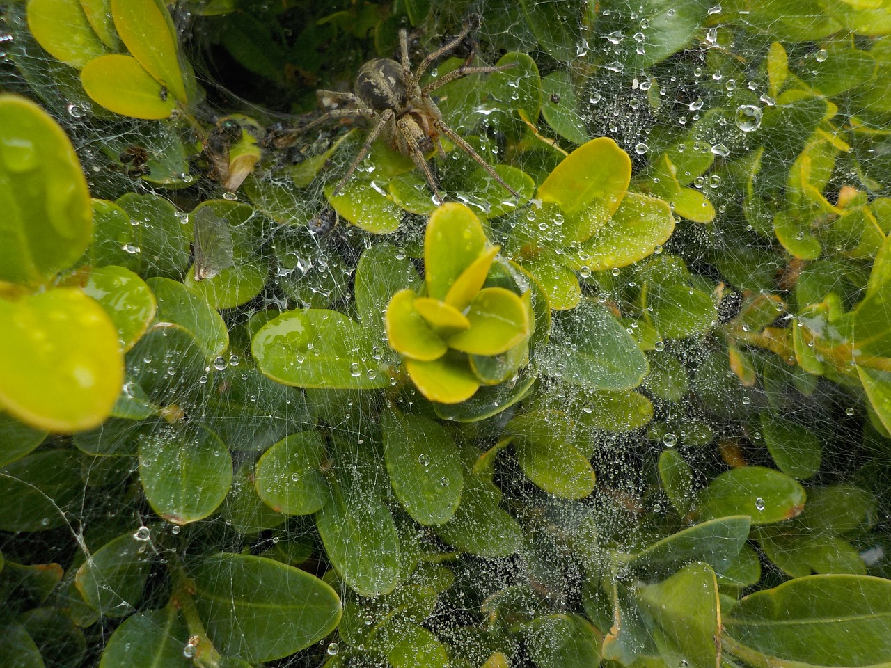 spider garden cobweb free photo