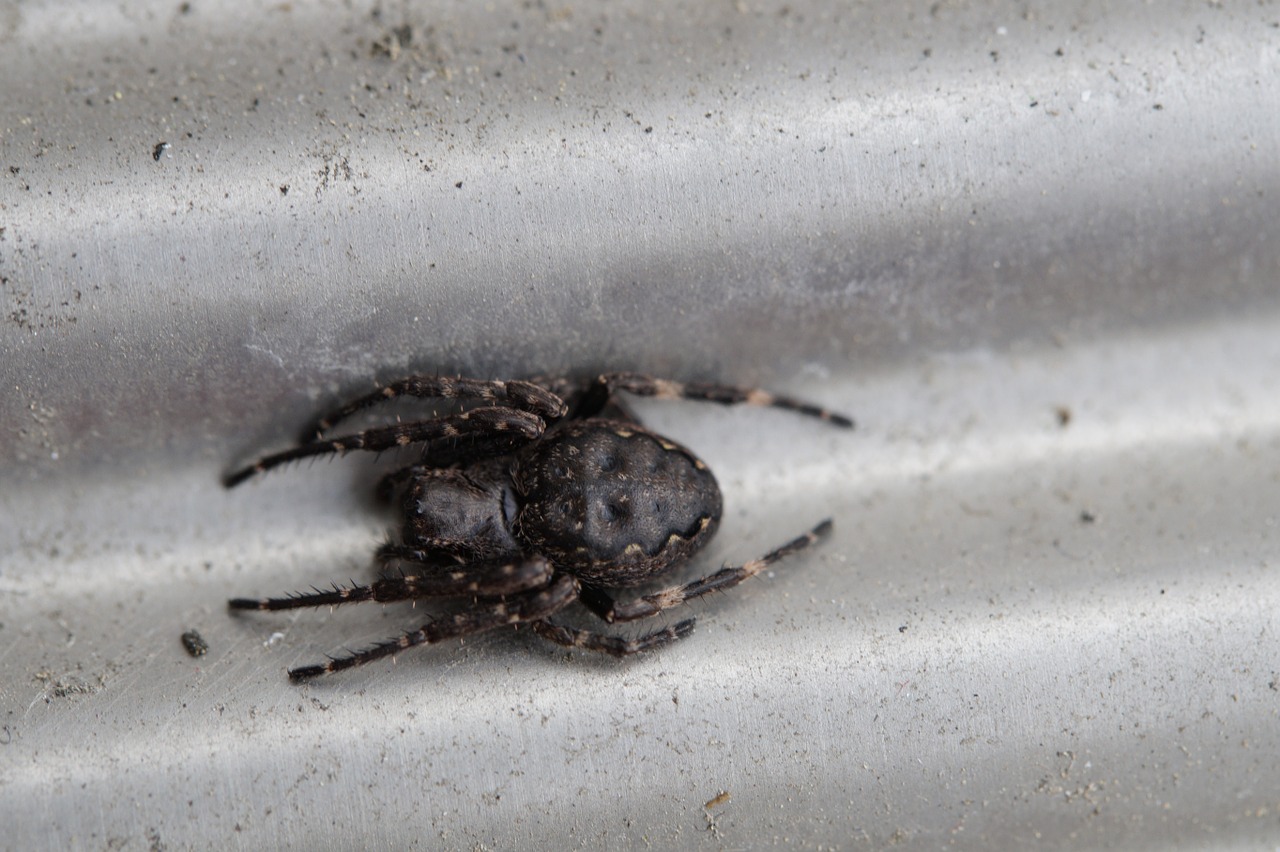 spider lurking arachnid free photo