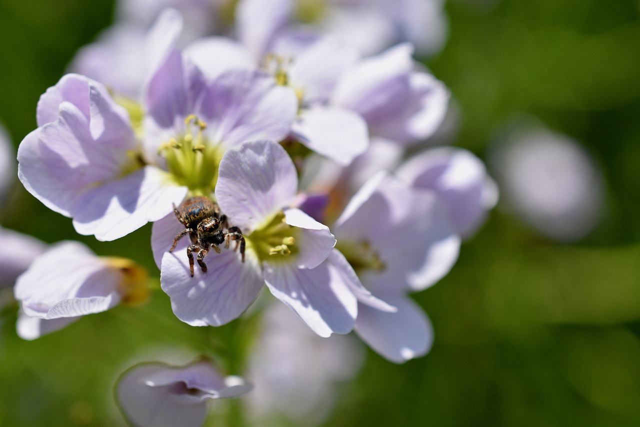 spider  flowers  spring free photo