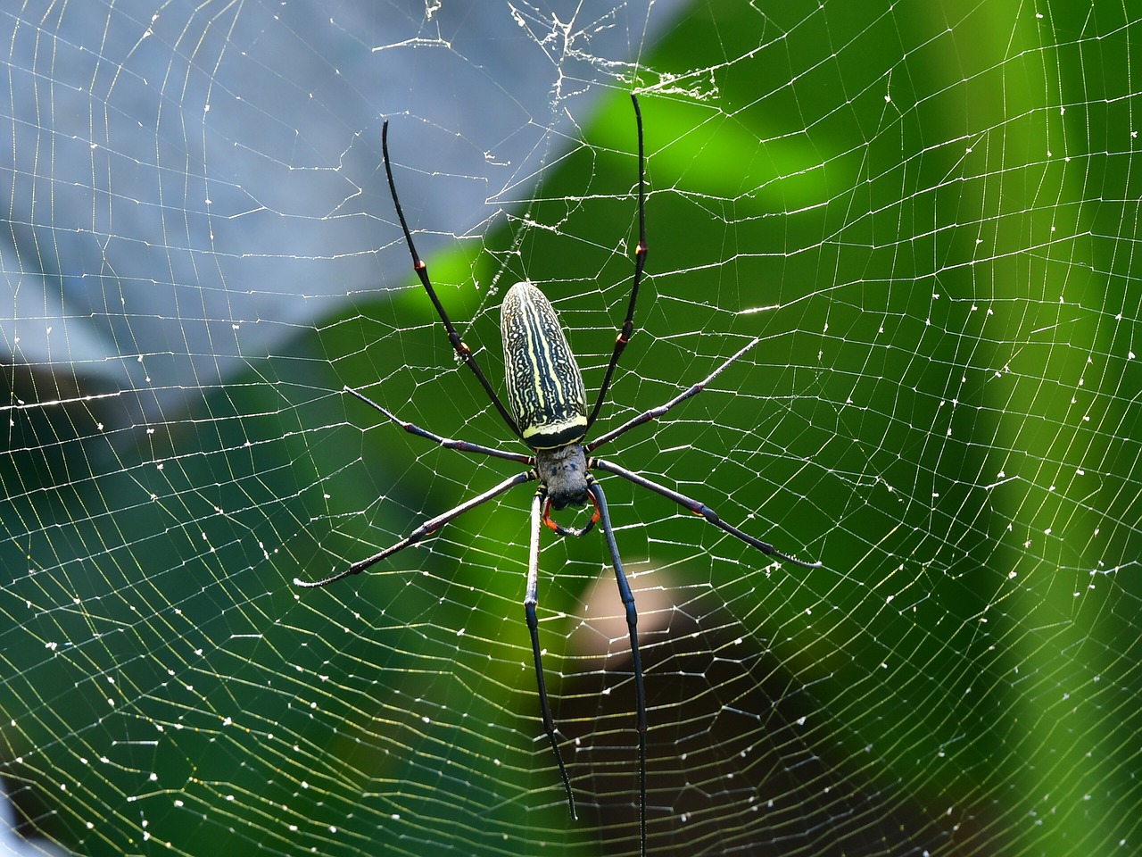 spider  arachnid  spiderweb free photo