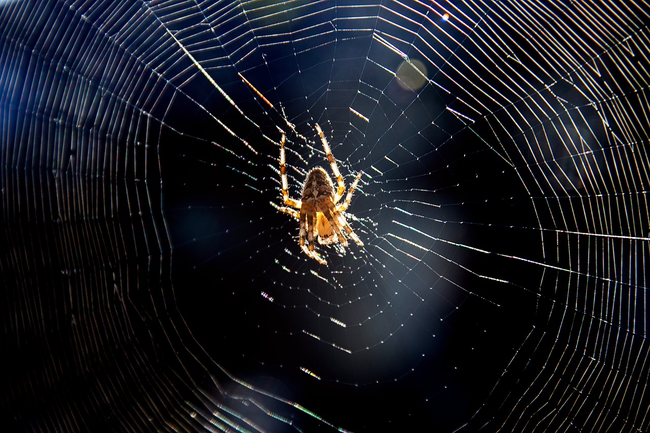 spider  cobweb  insect free photo