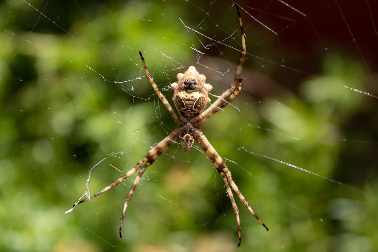 spider  nature  insect free photo