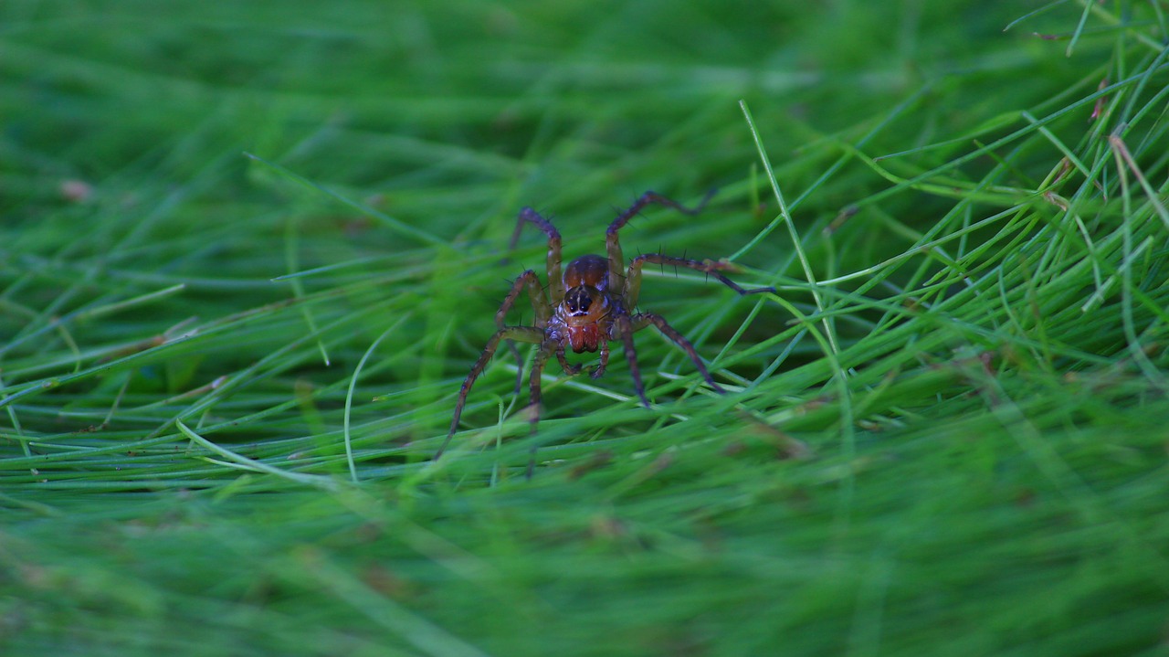 spider  tiny  insect free photo