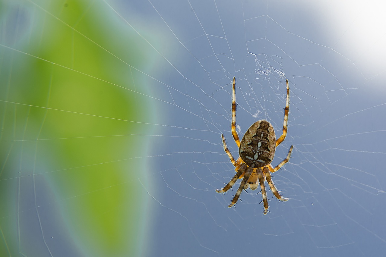 spider cobweb depend free photo