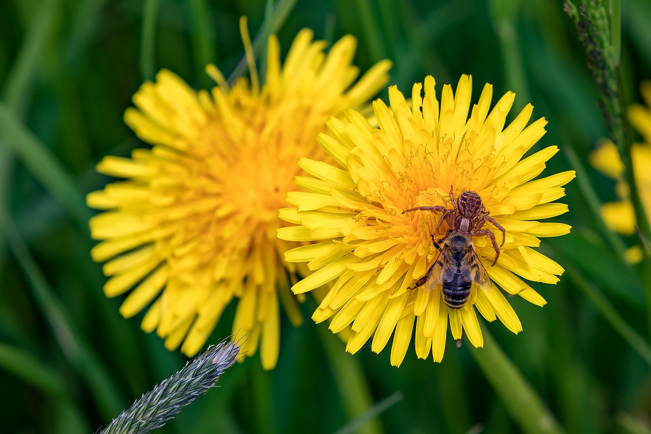 spider  bee  prey free photo