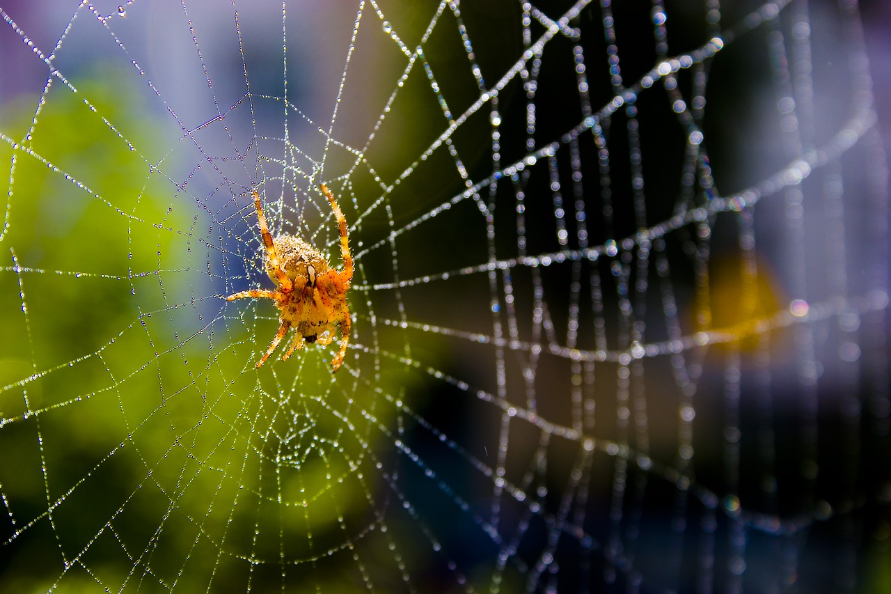 spider  cobweb  hotel free photo