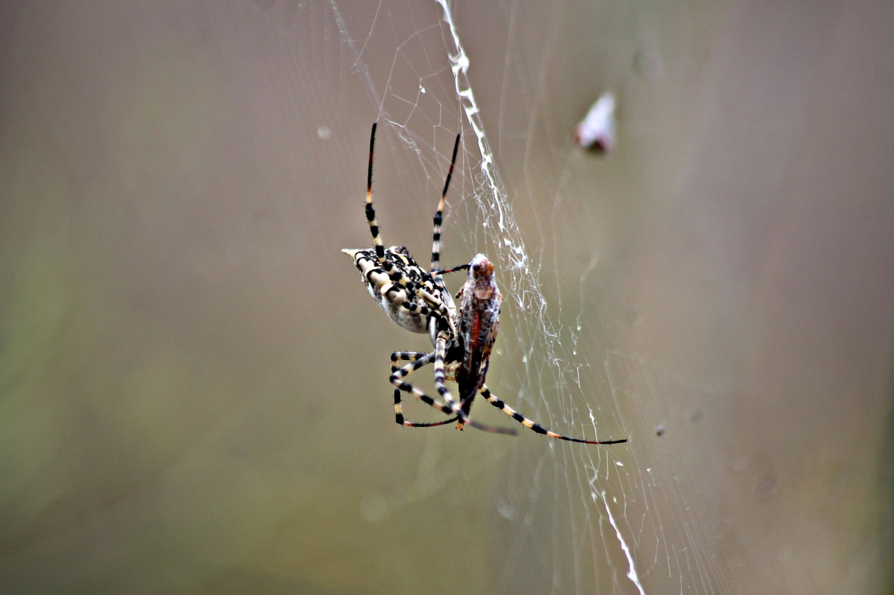 spider  cobweb  insects free photo