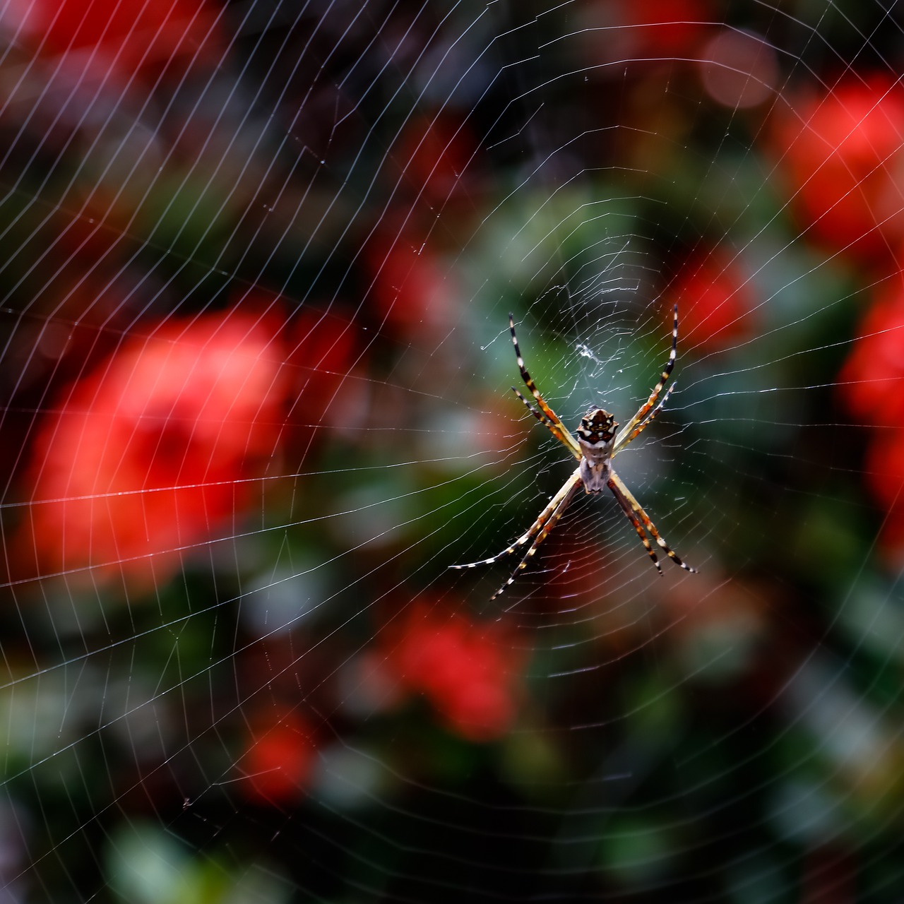 spider  web  trap free photo