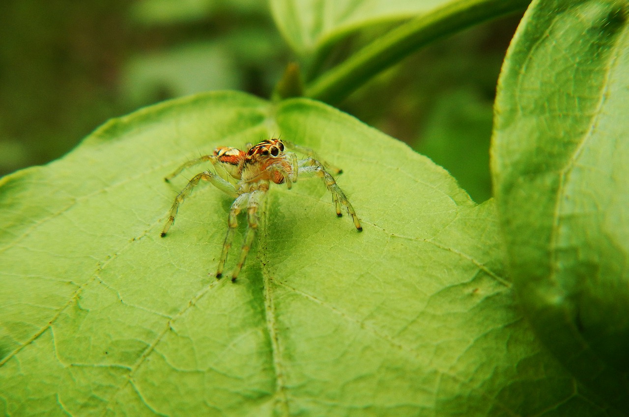 spider  web  predator free photo