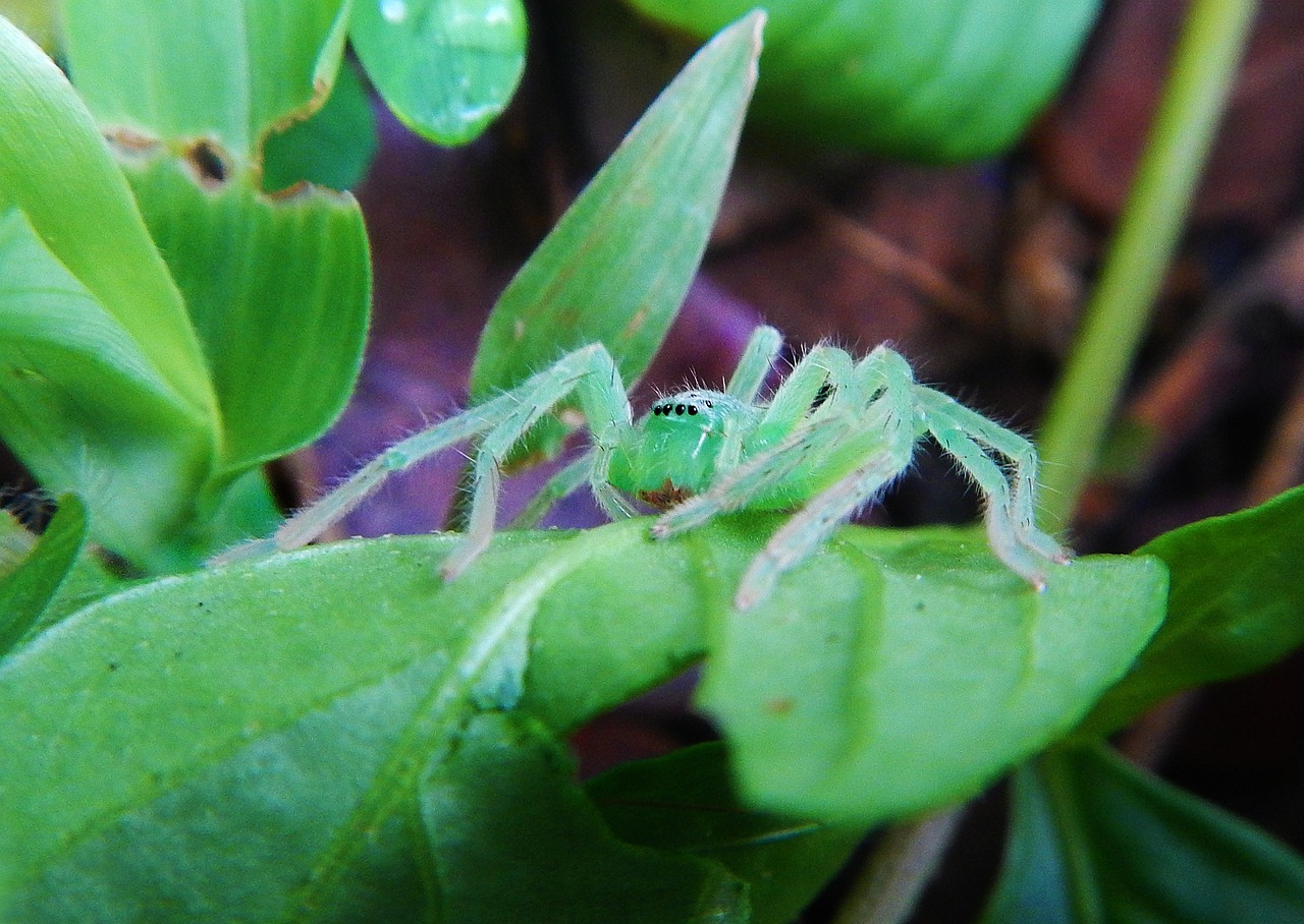 spider  green  green water free photo