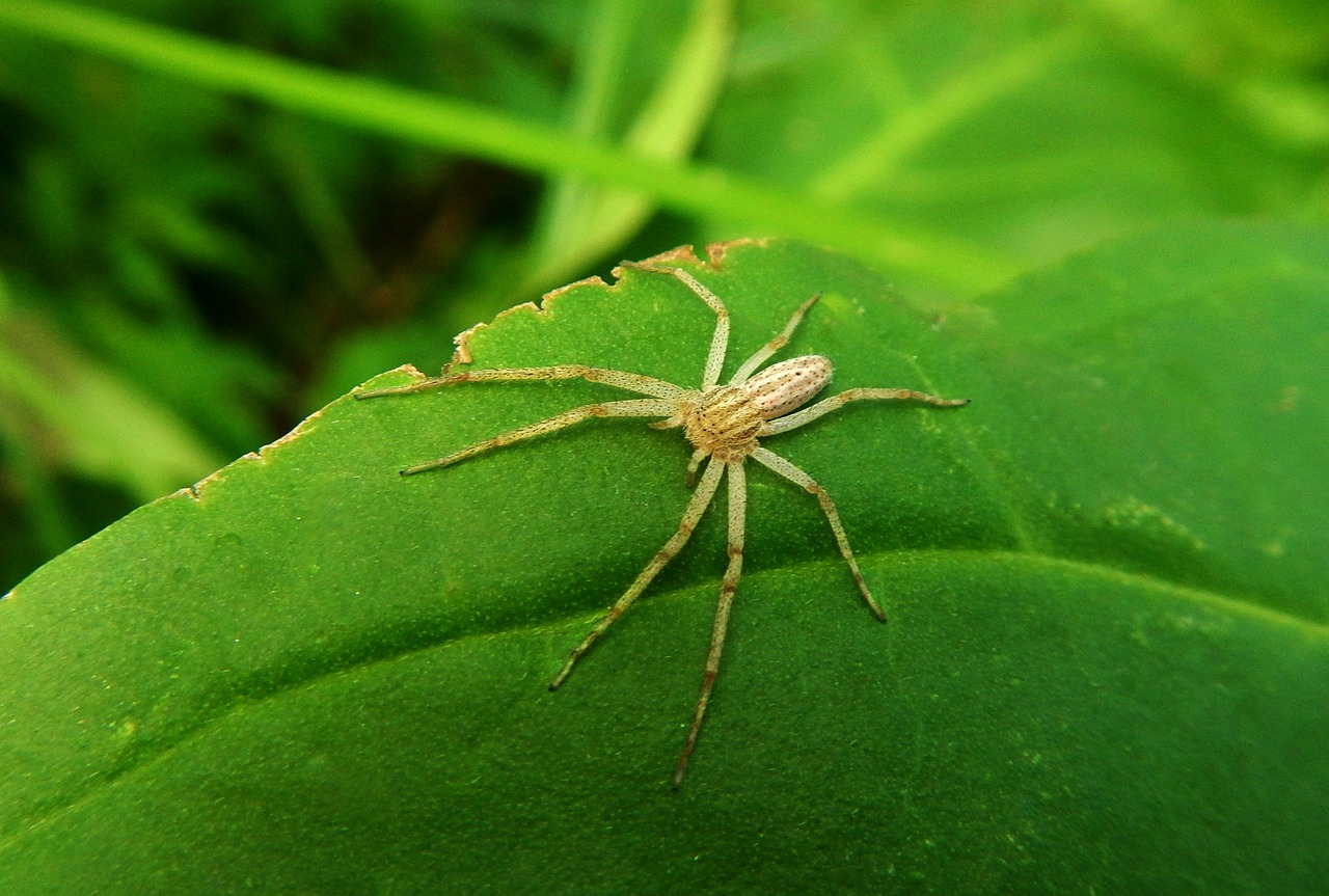 spider  web  tarantula free photo