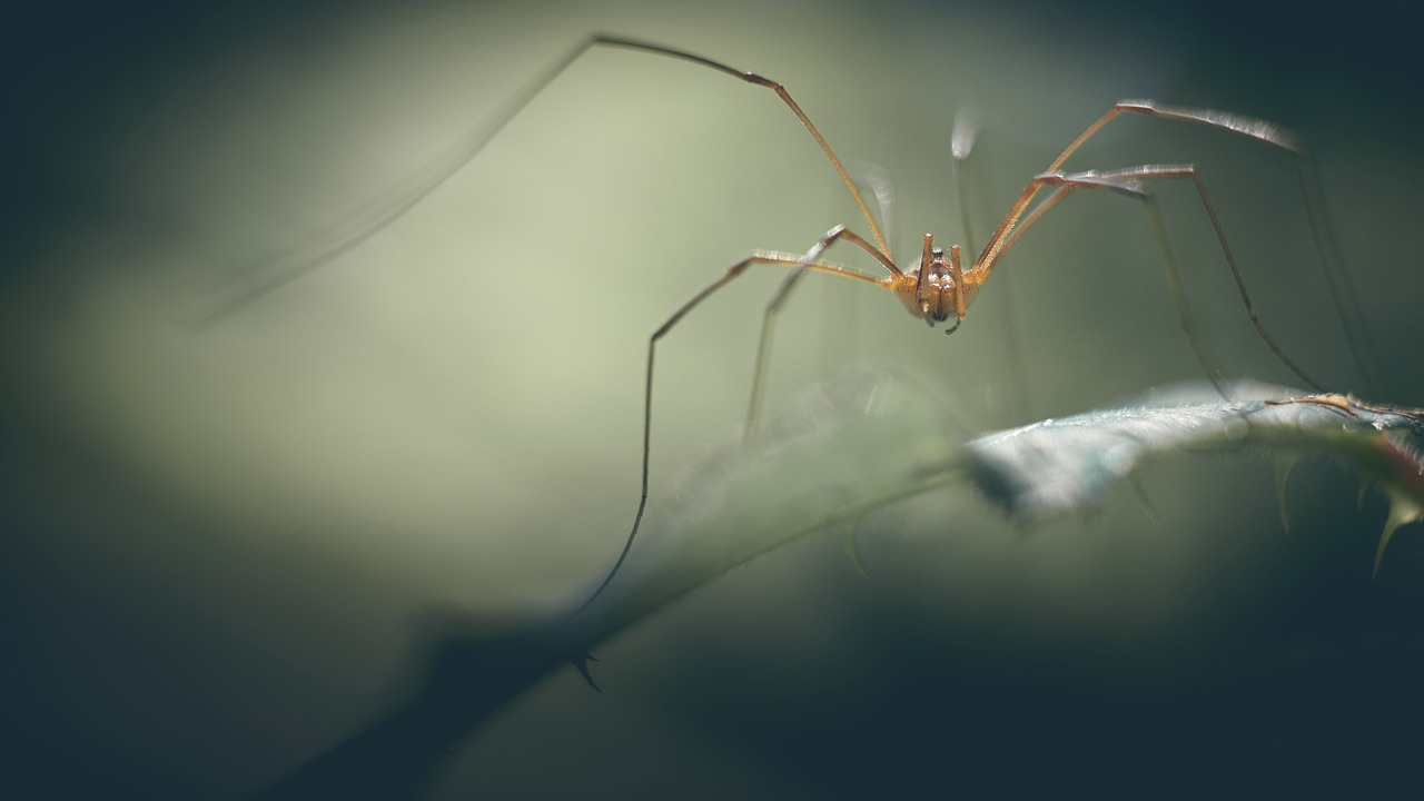 spider  macro  nature free photo