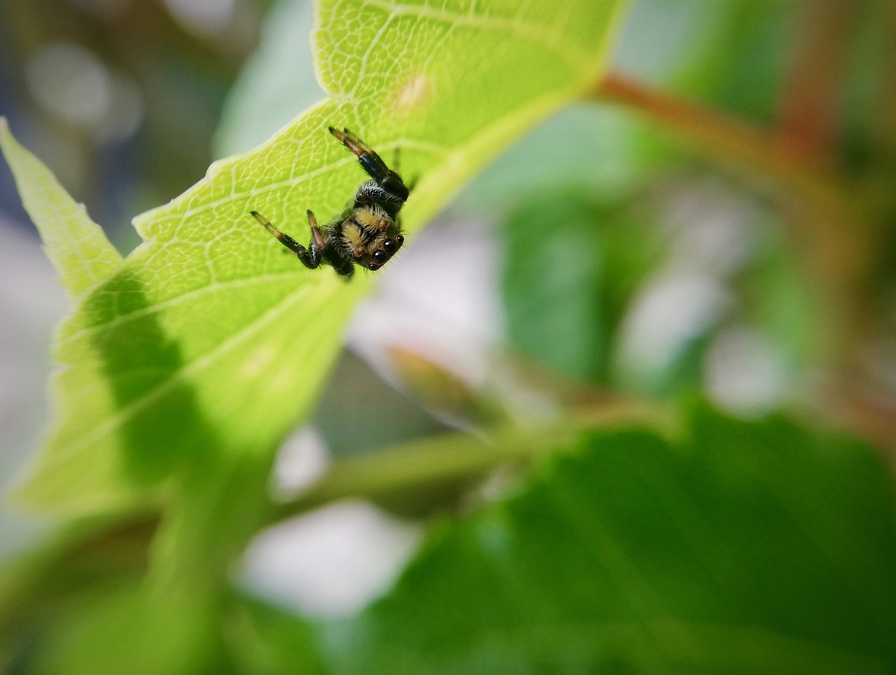 spider  insect  nature free photo