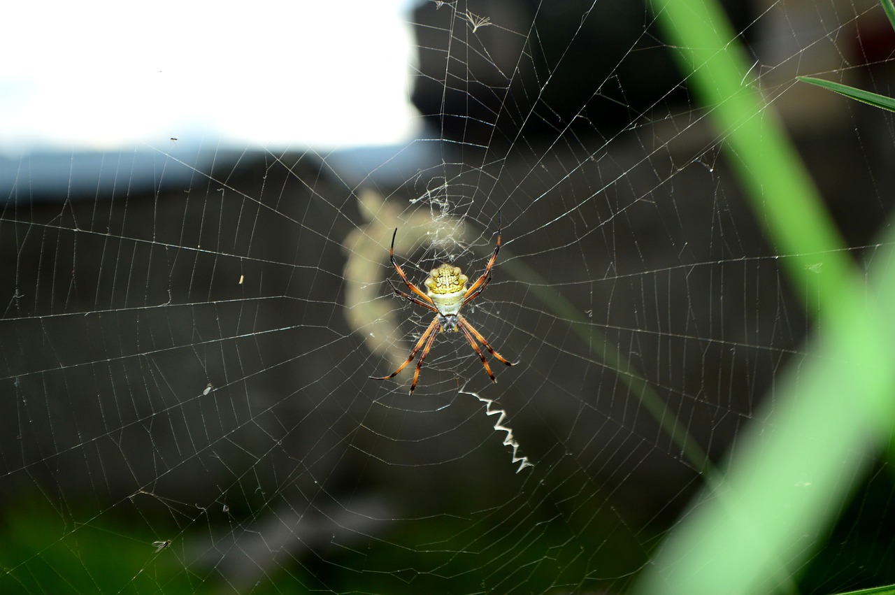 spider  cobweb  nature free photo