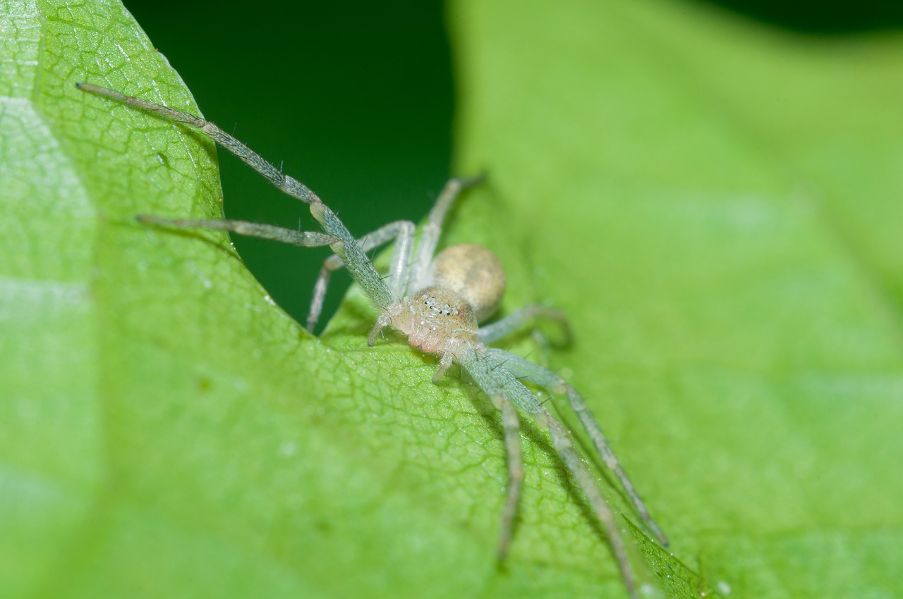 spider  insect  animal free photo