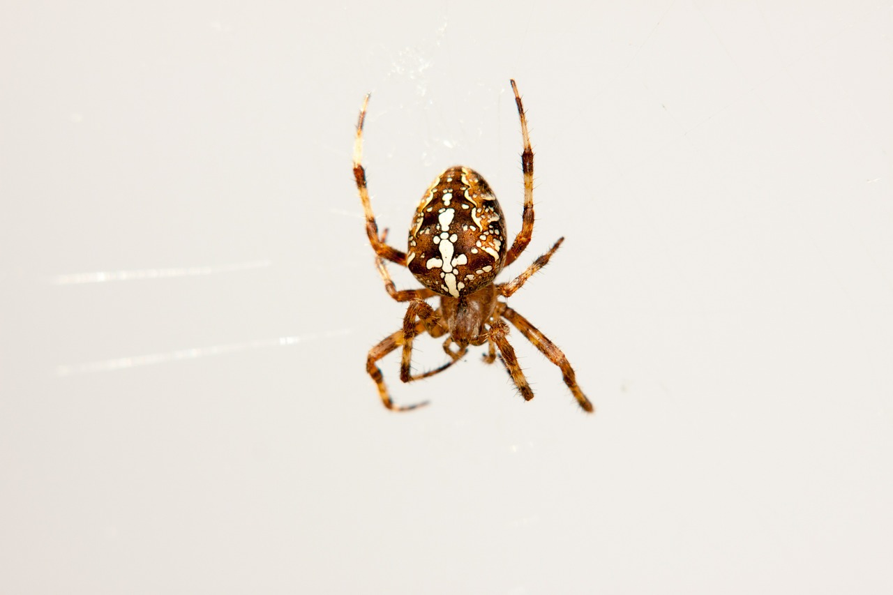 spider animals cobweb free photo