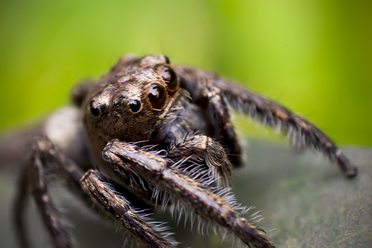 spider jumping macro free photo