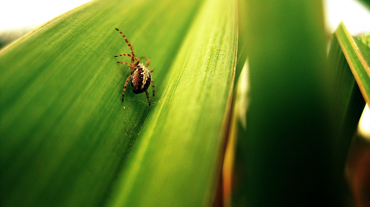 spider garden spider nature free photo