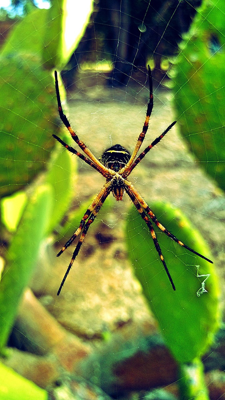 spider insect nature free photo