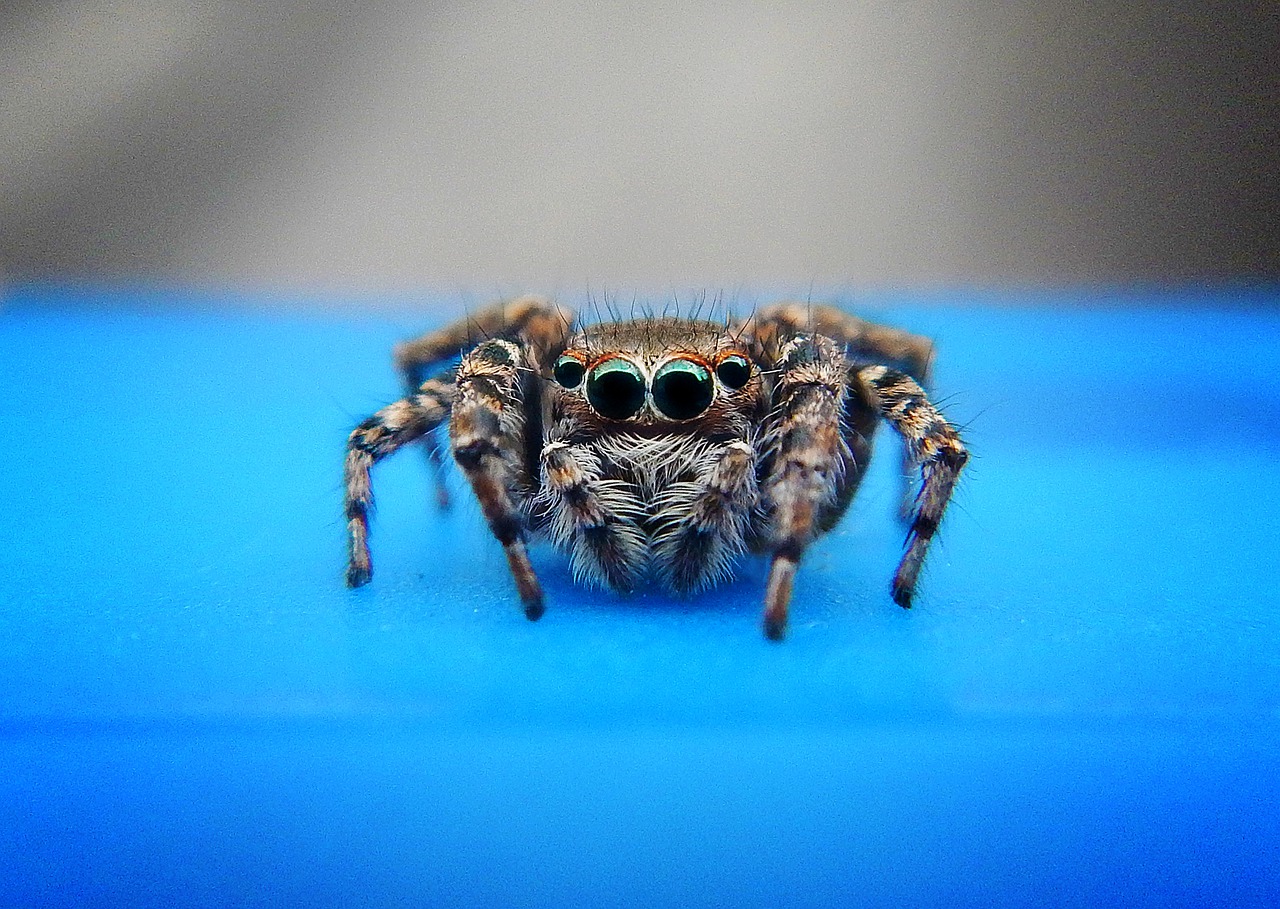 spider  arachnid  tarantula free photo