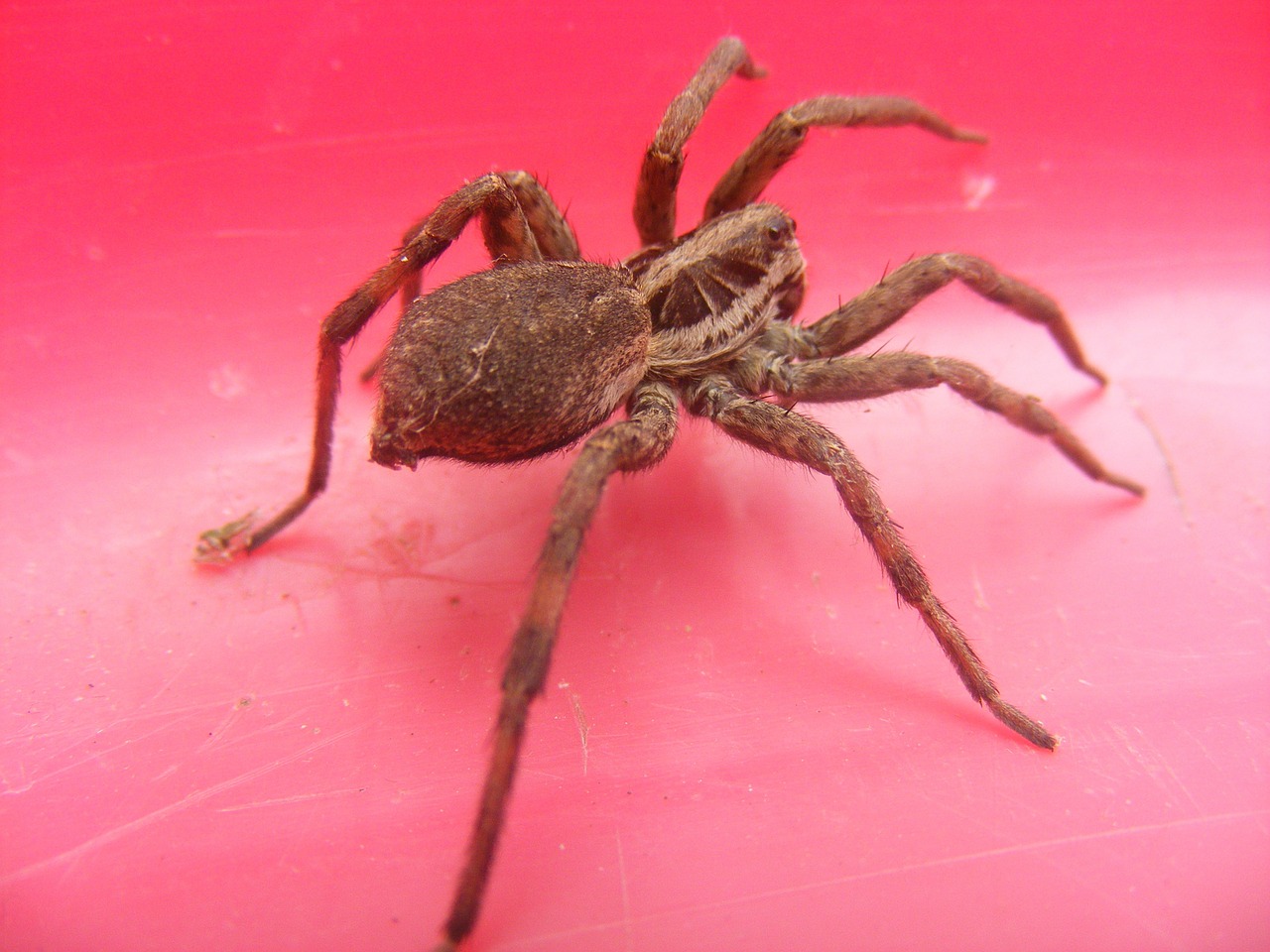 spider insect animal free photo