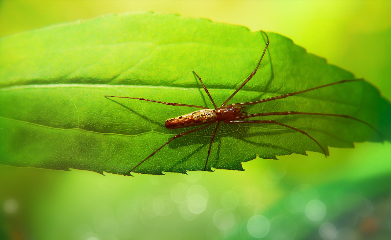 spider  scary  hairy free photo