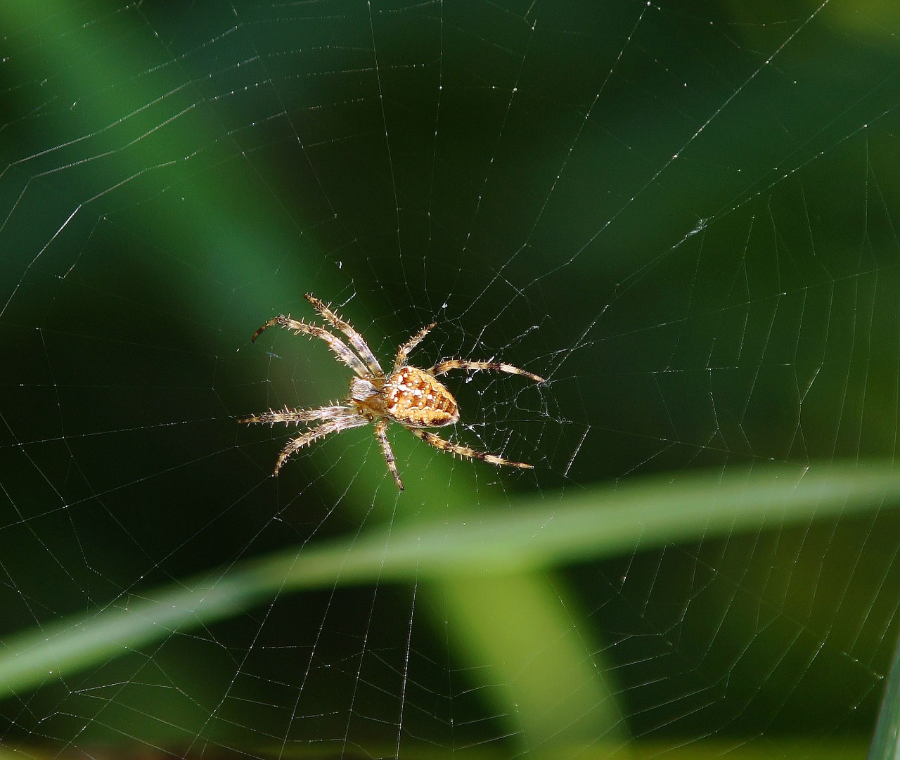 spider spider nest wait free photo