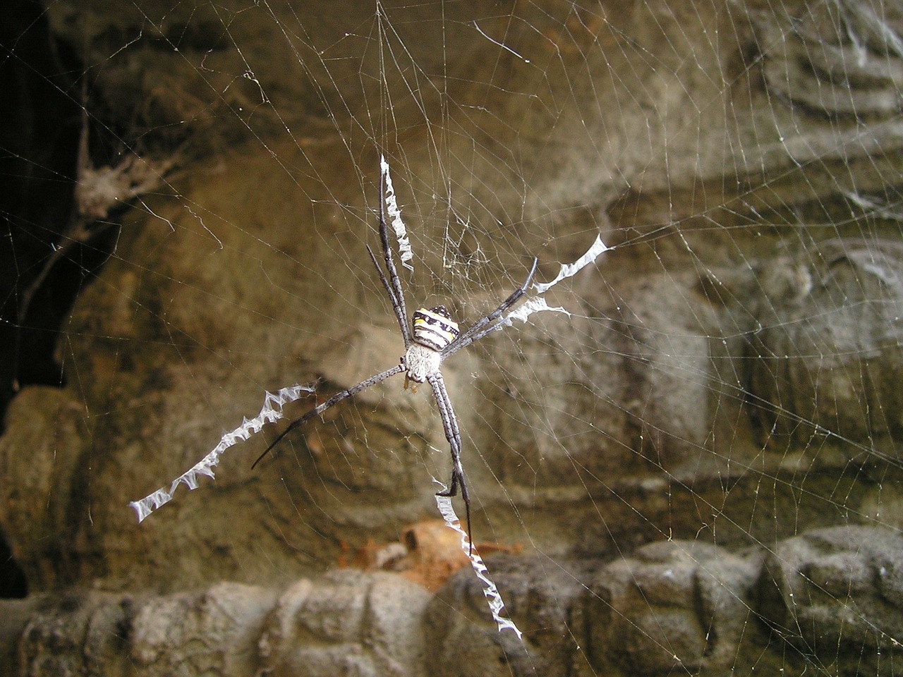 spider cobweb angkor free photo