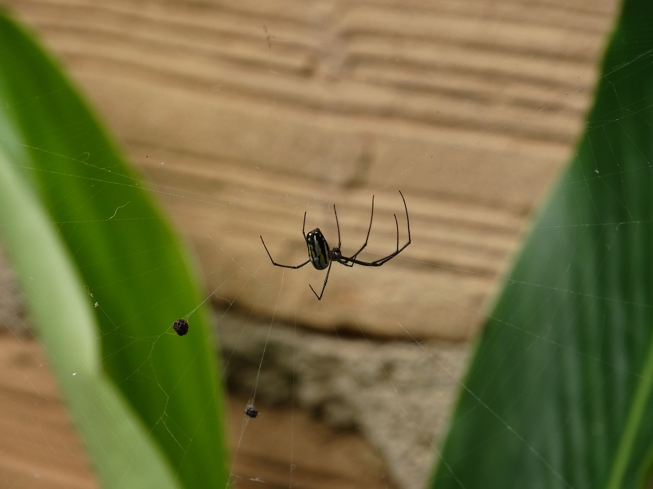 spider nature animal free photo