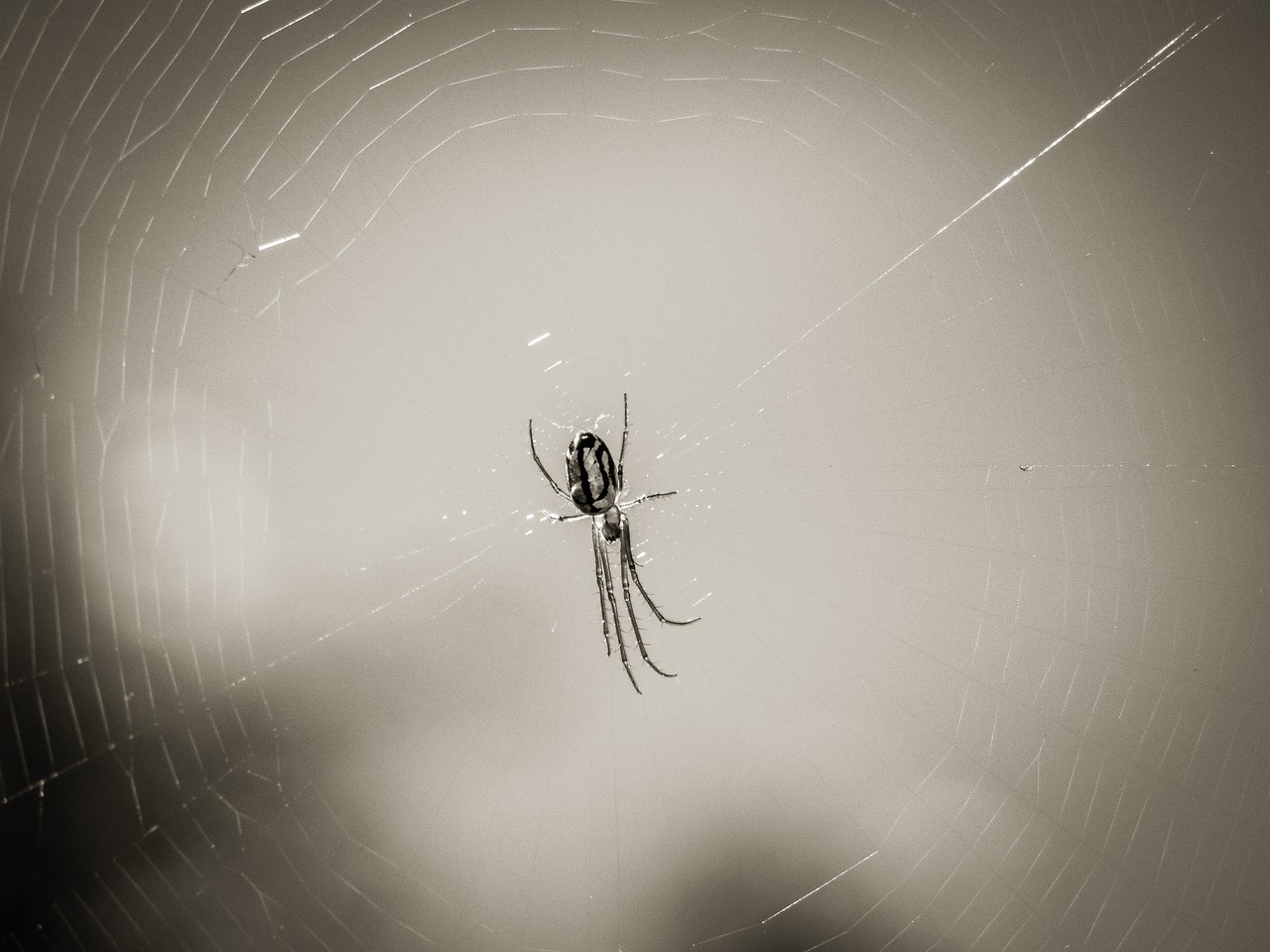 spider  web  arachnid free photo