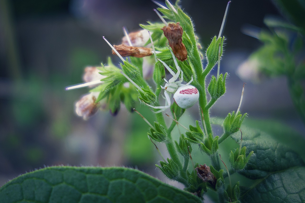 spider  nature  insects free photo