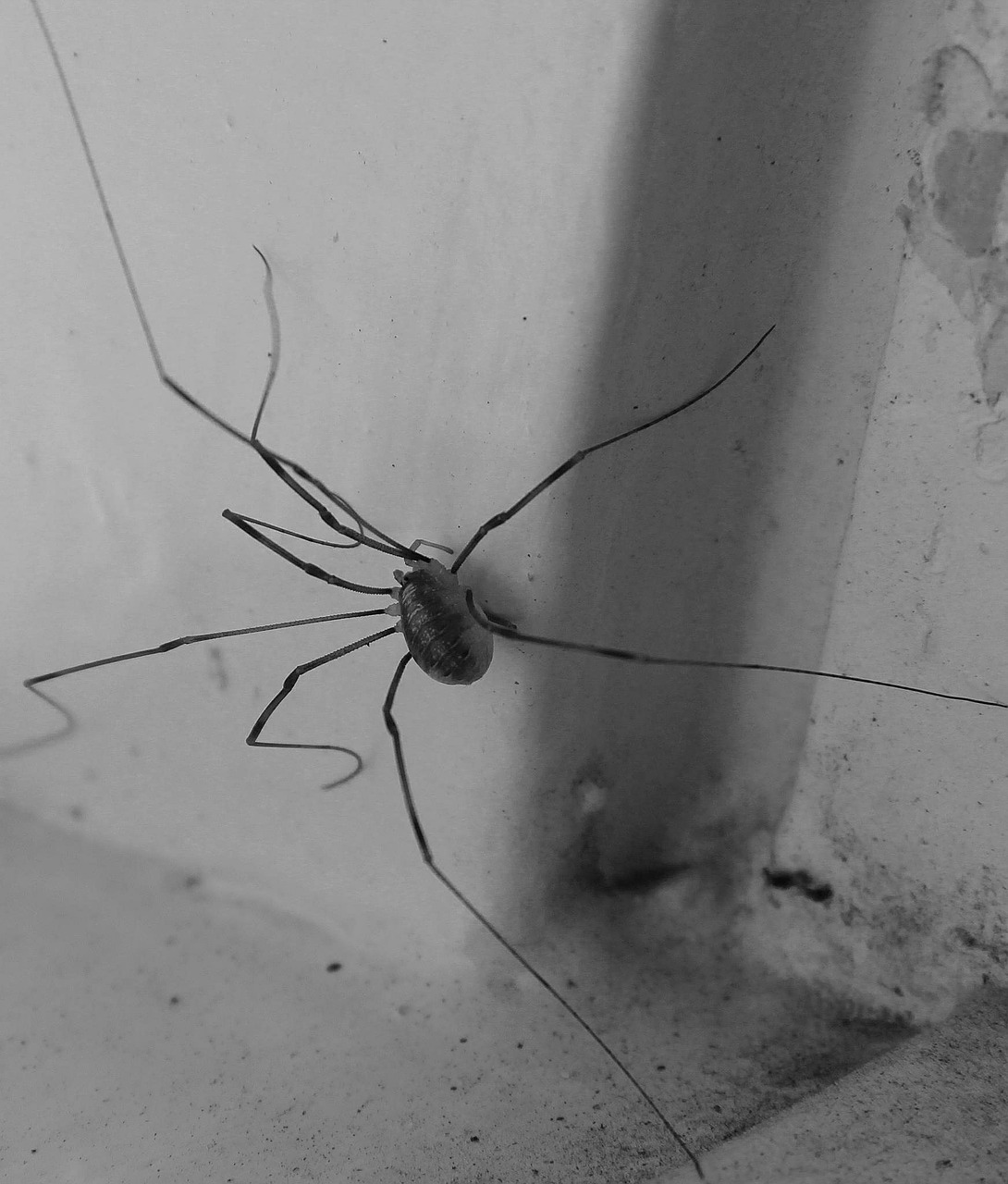 spider lockespindel arachnids free photo