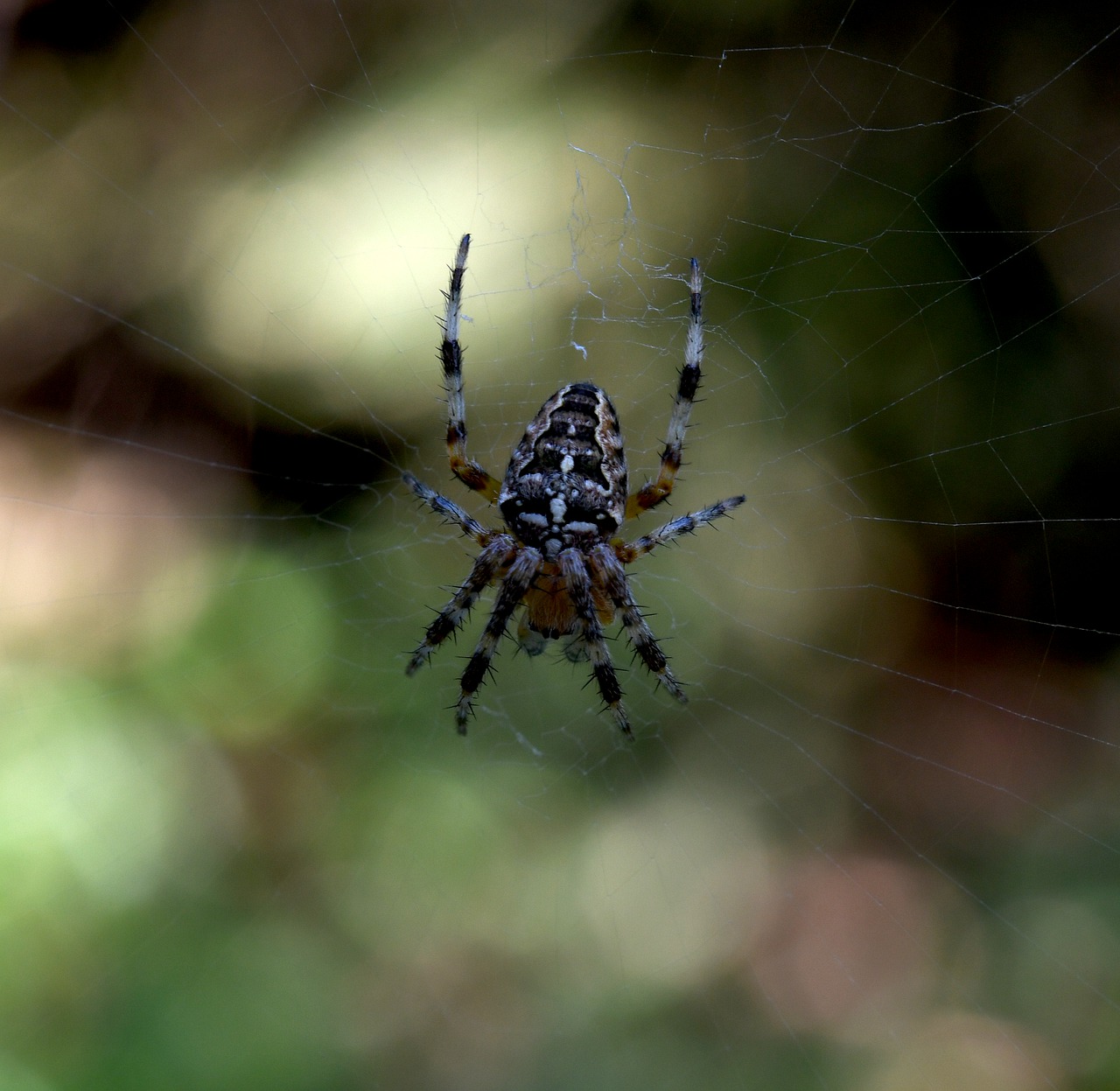 spider  arachnid  web free photo