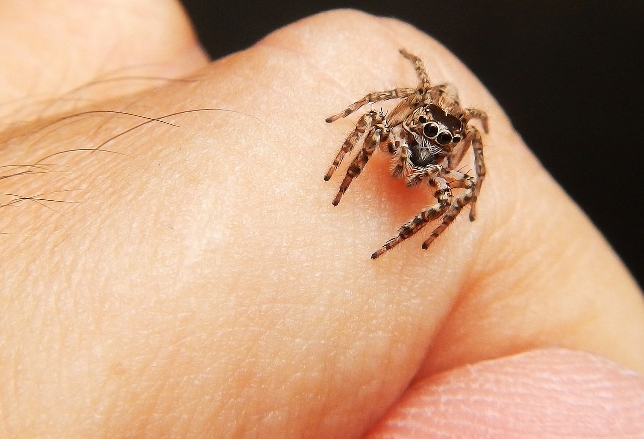 spider  macro  web free photo