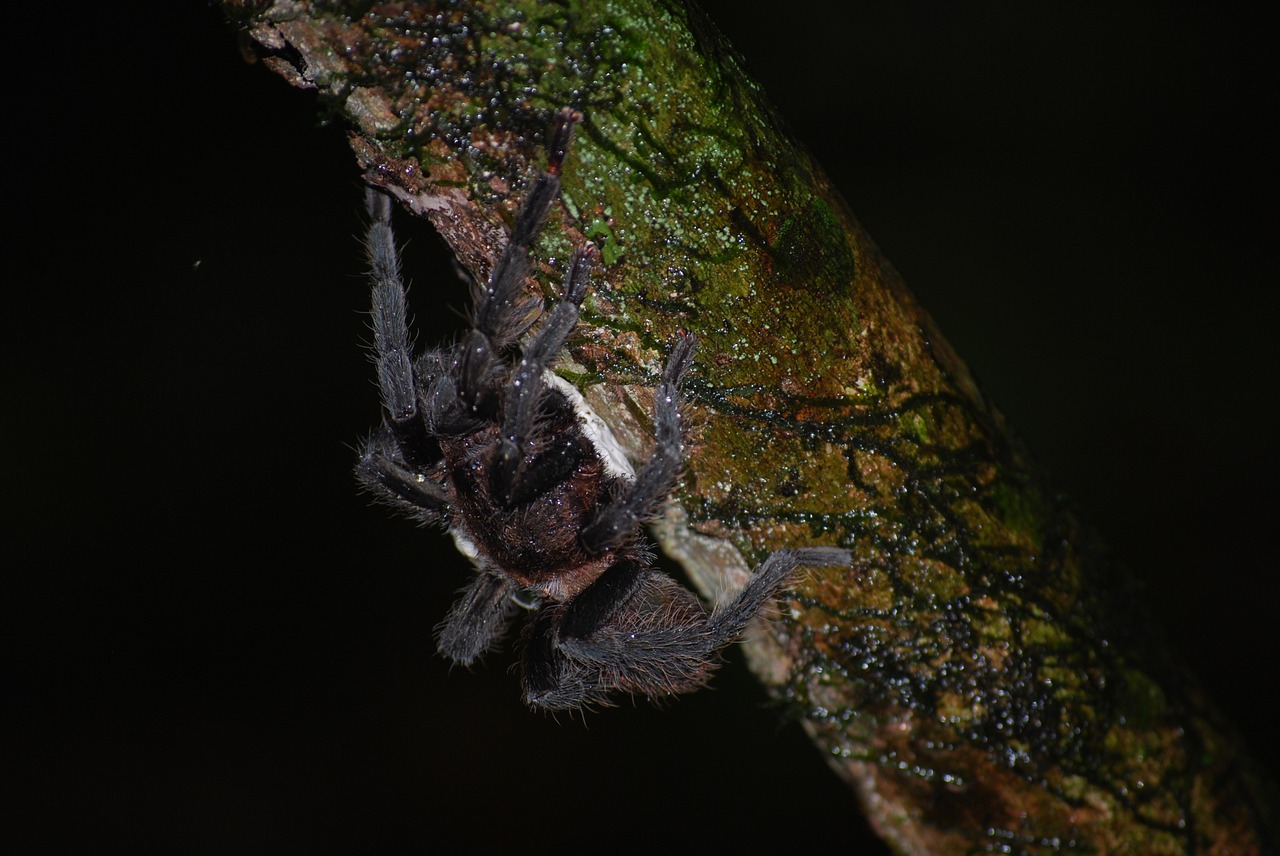 spider tarantula nature free photo